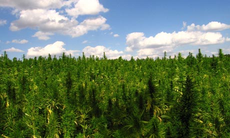Hemp field in France